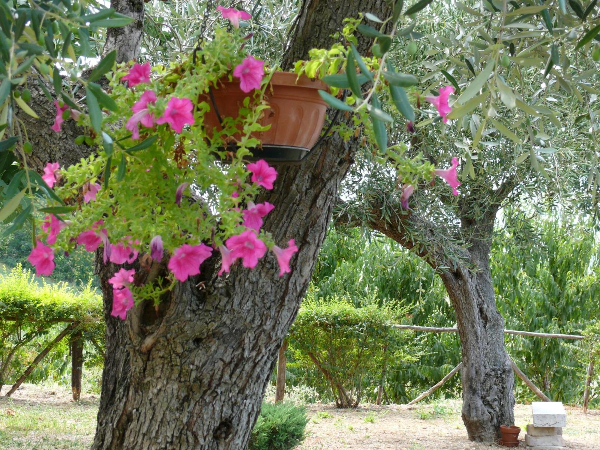 Controguerra Bed&Breakfast Giardino Agritourist المظهر الخارجي الصورة